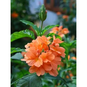 Crossandra Live Plant - Orange Flower Half Gallon Pot Indoor Outdoor - Image 1