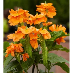 Crossandra Mona Wallhead Live Plant, 2-Pack, 4-8 Inch, Salmon-Orange Blooms - Image 3