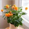 Crossandra Mona Wallhead Live Plant, 2-Pack, 4-8 Inch, Salmon-Orange Blooms - Image 1