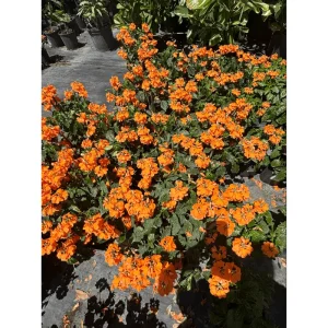Crossandra Mona Wallhead Live Plant, 2-Pack, 4-8 Inch, Salmon-Orange Blooms - Image 5