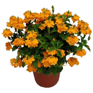 Crossandra Mona Wallhead Live Plant, 2-Pack, 4-8 Inch, Salmon-Orange Blooms - Image 6