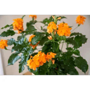 Crossandra Mona Wallhead Live Plant, 2-Pack, 4-8 Inch, Salmon-Orange Blooms - Image 7