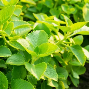 Cuban Oregano Live Plants (2-Pack) - Mexican Mint Starter, 4-6 Inch Tall - Image 2