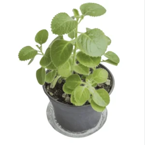 Cuban Oregano Live Plants (2-Pack) - Mexican Mint Starter, 4-6 Inch Tall - Image 3