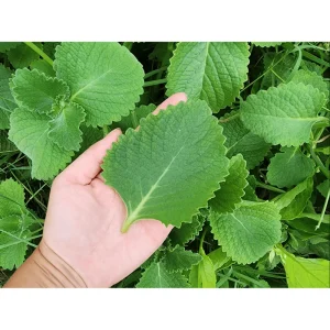 Cuban Oregano Live Plants (2-Pack) - Mexican Mint Starter, 4-6 Inch Tall - Image 5