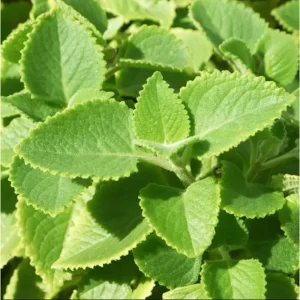 Cuban Oregano Live Plants (2-Pack) - Mexican Mint Starter, 4-6 Inch Tall - Image 6