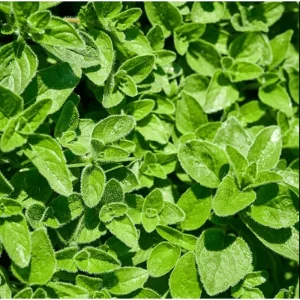 Cuban Oregano Live Plants (2-Pack) - Mexican Mint Starter, 4-6 Inch Tall - Image 7