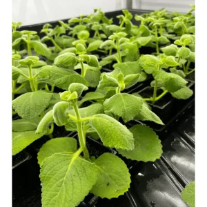 Cuban Oregano Live Plants (2-Pack) - Mexican Mint Starter, 4-6 Inch Tall - Image 1