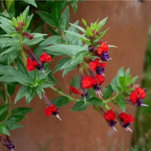 Cuphea Bat Face Live Starter Plants - 2 Pack, 4-6 Inch Tall, Red & Purple Flowers - Image 2