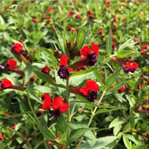 Cuphea Bat Face Live Starter Plants - 2 Pack, 4-6 Inch Tall, Red & Purple Flowers - Image 3