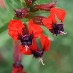 Cuphea Bat Face Live Starter Plants - 2 Pack, 4-6 Inch Tall, Red & Purple Flowers - Image 4