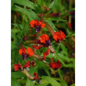 Cuphea Bat Face Live Starter Plants - 2 Pack, 4-6 Inch Tall, Red & Purple Flowers - Image 5