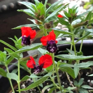 Cuphea Bat Face Live Starter Plants - 2 Pack, 4-6 Inch Tall, Red & Purple Flowers - Image 6