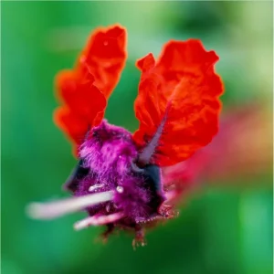 Cuphea Bat Face Live Starter Plants - 2 Pack, 4-6 Inch Tall, Red & Purple Flowers - Image 1