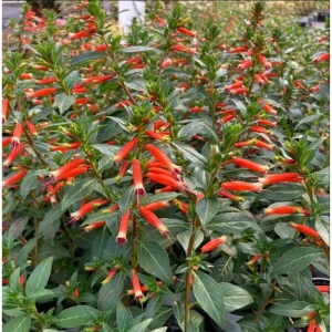 Cuphea David Verity Live Starter Plant - 2 Pack, Large Cigar Orange Firecracker Flower, 4-6 Inch Tall - Image 2