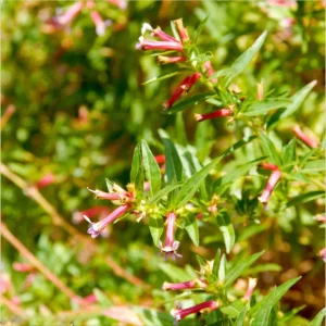 Cuphea David Verity Live Starter Plant - 2 Pack, Large Cigar Orange Firecracker Flower, 4-6 Inch Tall - Image 3