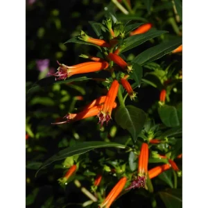 Cuphea David Verity Live Starter Plant - 2 Pack, Large Cigar Orange Firecracker Flower, 4-6 Inch Tall - Image 4