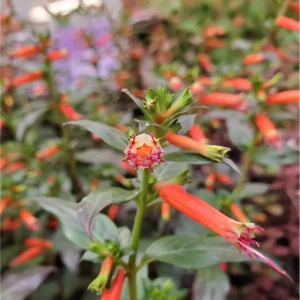 Cuphea David Verity Live Starter Plant - 2 Pack, Large Cigar Orange Firecracker Flower, 4-6 Inch Tall - Image 5