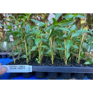 Cuphea David Verity Live Starter Plant - 2 Pack, Large Cigar Orange Firecracker Flower, 4-6 Inch Tall - Image 7