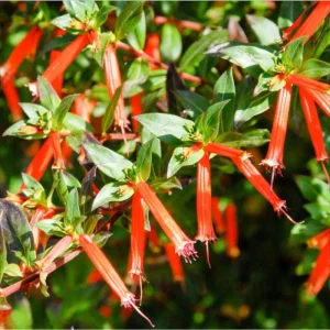 Cuphea David Verity Live Starter Plant - 2 Pack, Large Cigar Orange Firecracker Flower, 4-6 Inch Tall - Image 1