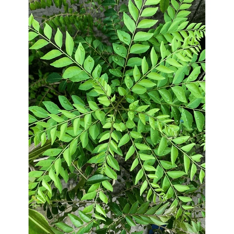Curry Leaf Live Plant - Fragrant Gamthi, 6-8 Inch Tall in 4" Pot - Image 2