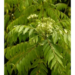 Curry Leaf Live Plant - Fragrant Gamthi, 6-8 Inch Tall in 4