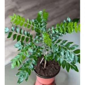 Curry Leaf Live Plant - Fragrant Gamthi, 6-8 Inch Tall in 4