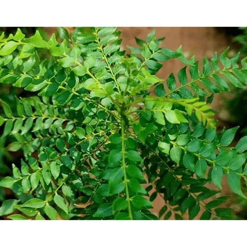 Curry Leaf Live Plant - Fragrant Gamthi, 6-8 Inch Tall in 4" Pot - Image 6