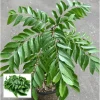 Curry Leaf Live Plant - Fragrant Gamthi, 6-8 Inch Tall in 4" Pot - Image 1
