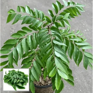 Curry Leaf Live Plant - Fragrant Gamthi, 6-8 Inch Tall in 4