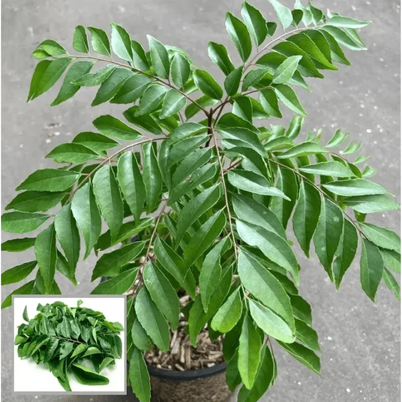 Curry Leaf Live Plant - Fragrant Gamthi, 6-8 Inch Tall in 4" Pot - Image 1