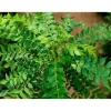 Curry Leaf Live Plant - Fragrant Gamthi Variety, 8 to 10 Inch Tall - Image 1