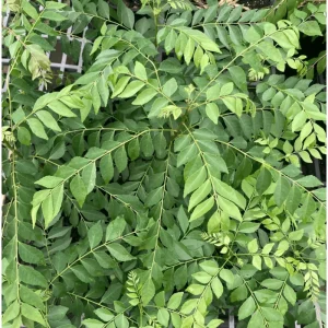 Curry Leaf Live Plant - Fragrant Gamthi Variety, 8 to 10 Inch Tall - Image 3