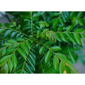 Curry Leaf Live Plant - Fragrant Gamthi Variety, 8 to 10 Inch Tall - Image 4