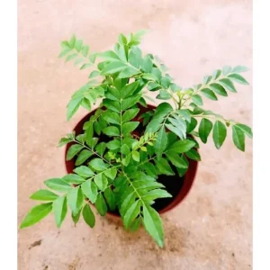 Curry Leaf Live Plant - Fragrant Gamthi Variety, 8 to 10 Inch Tall - Image 5