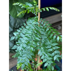 Curry Leaf Live Plant - Fragrant Gamthi Variety, 8 to 10 Inch Tall - Image 6