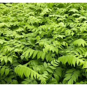 Curry Leaf Live Plant (Murraya Koenigii) 4-8 Inch Tall in 4 Inch Pot for Garden - Image 1