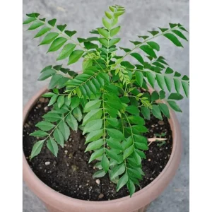 Curry Leaf Live Plant (Murraya Koenigii) 4-8 Inch Tall in 4 Inch Pot for Garden - Image 2