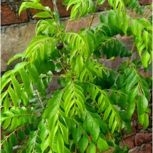 Curry Leaf Live Plant (Murraya Koenigii) 4-8 Inch Tall in 4 Inch Pot for Garden - Image 3