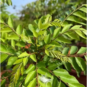 Curry Leaf Live Plant (Murraya Koenigii) 4-8 Inch Tall in 4 Inch Pot for Garden - Image 4