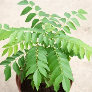 Curry Leaf Live Plant (Murraya Koenigii) 4-8 Inch Tall in 4 Inch Pot for Garden - Image 5