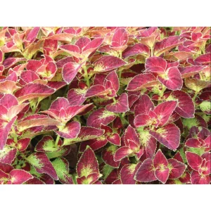 Dipt In Wine Coleus Live Starter Plant, 3-Pack, 4-8 Inch, Vibrant Magenta Dark Red Foliage - Image 4