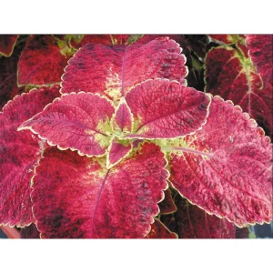 Dipt In Wine Coleus Live Starter Plant, 3-Pack, 4-8 Inch, Vibrant Magenta Dark Red Foliage - Image 5