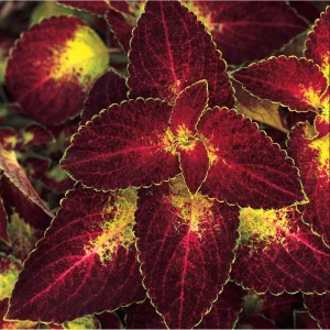 Dipt In Wine Coleus Live Starter Plant, 3-Pack, 4-8 Inch, Vibrant Magenta Dark Red Foliage - Image 1