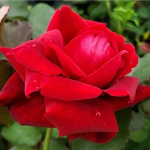 Don Juan Climbing Rose Plant - Red Fragrant Live Starter Bush, 4-6 Inch Tall - Image 1