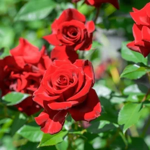 Don Juan Climbing Rose Plant - Red Fragrant Live Starter Bush, 4-6 Inch Tall - Image 2