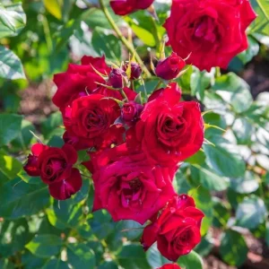 Don Juan Climbing Rose Plant - Red Fragrant Live Starter Bush, 4-6 Inch Tall - Image 3
