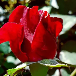 Don Juan Climbing Rose Plant - Red Fragrant Live Starter Bush, 4-6 Inch Tall - Image 5