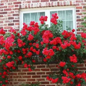 Don Juan Climbing Rose Plant - Red Fragrant Live Starter Bush, 4-6 Inch Tall - Image 6