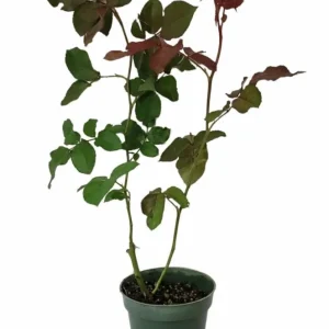 Don Juan Climbing Rose Plant - Red Fragrant Live Starter Bush, 4-6 Inch Tall - Image 8